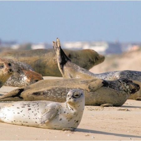 Surf Vue Mer 100M Plage Berck Экстерьер фото